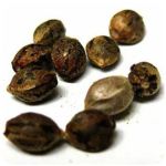 Семена марихуаны АК-47 (Seeds AK-47) в Симферополе Семена марихуаны АК-47 (Seeds AK-47) в Симферополе